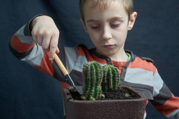little boy set down his houseplant cactus - Foto, Bild