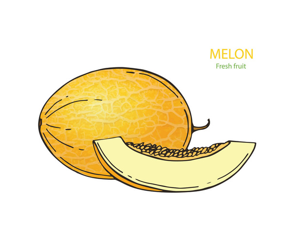 Melón amarillo maduro y jugoso, ilustración vectorial aislada sobre fondo blanco. Dibujo de melón fresco, melón almizclero, melón entero y una rebanada
 - Vector, imagen