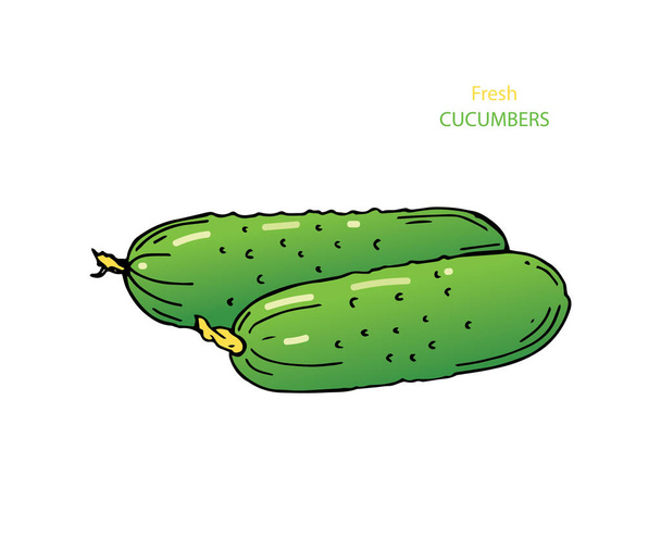 Cucumber hand drawn vector. Detailed vegetarian food drawing. Farm market product. - Vector, Image
