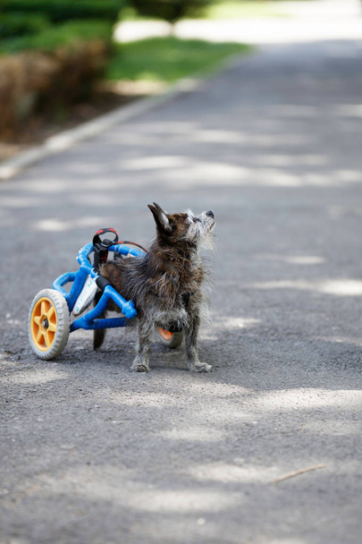 Dog in wheelchair looking at his master. Aged little dog in wheelchair walking in the park with his master on the alley. - Photo, Image