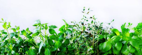 Green fresh aromatic herbs - melissa, mint, thyme, basil, parsley on white background. Banner collage frame from plants. Copyspace. Top view. - Foto, Bild