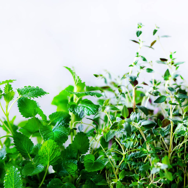 Green fresh aromatic herbs - melissa, mint, thyme, basil, parsley on white background. Banner collage frame from plants. Copyspace. Top view. Toned effect. - Фото, изображение