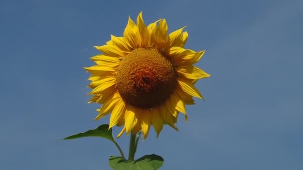 Güneş ışınları altında sonbahar ayçiçeği - Video, Çekim