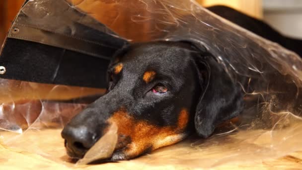 Kaganiec zmęczony pies w zbliżeniu kołnierz medycznych stożek - Materiał filmowy, wideo
