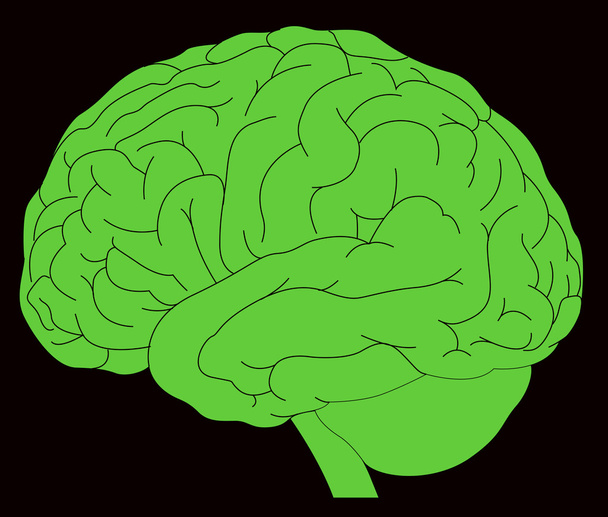 μοντέλο του ανθρώπινου εγκεφάλου - Διάνυσμα, εικόνα