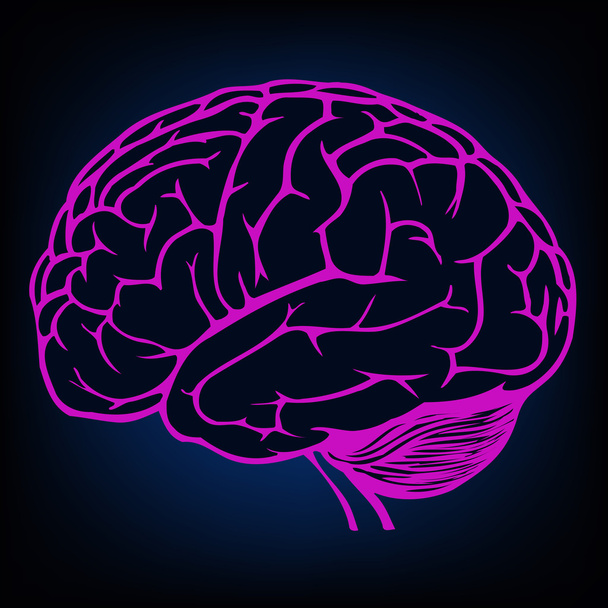 Model of human brain - Vector, Image