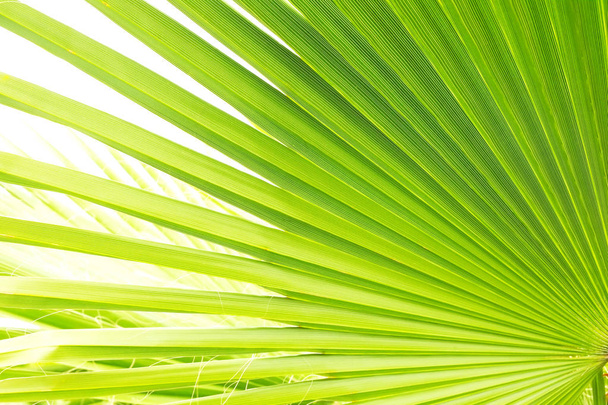 Close up of stripped sugar palm leaf of lime green color with visible texture structure. Anti pollution concept. - Foto, Imagem