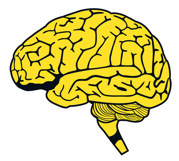 model van menselijke hersenen - Vector, afbeelding