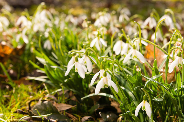 Sněženky (Galanthus nivalis) - symbol jara - v parku v slunečný den (Polsko) - Fotografie, Obrázek