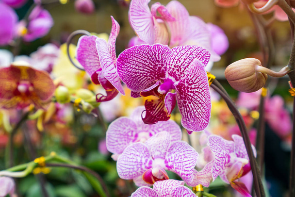 орхідея квіти фаленопсис в саду
 - Фото, зображення