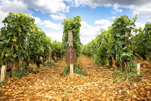 Borgoña, Meursault. Montrachet. Viñedos por la ruta del vino. Francia
 - Foto, Imagen
