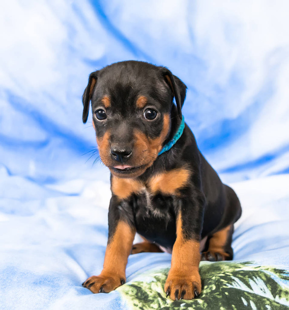 Kleine black and tan dwergpinscher puppy zit op blauwe achtergrond met zijn tong uit - Foto, afbeelding
