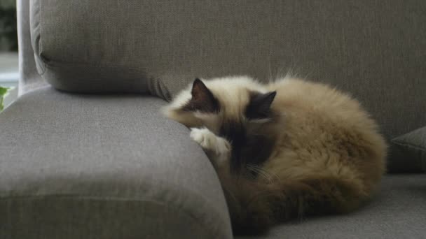 Beautiful cuddly cat sleeping on the sofa in the living room, a woman is caressing his soft fur - Filmati, video
