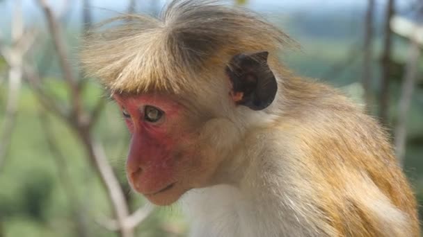 Şirin komik maymun güneşli günde tropikal parkta oturan kapatın. Vahşi küçük makak yağmur ormanlarında dinleniyor. Arka plan, doğa manzara bulanık - Video, Çekim