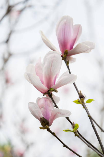 flor de magnolia rosa en el jardín - Foto, imagen