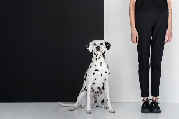 περικομμένη εικόνα κομψή γυναίκα με μαύρα ρούχα που στέκεται κοντά σε μαύρο και άσπρο τοίχο με σκυλί Δαλματίας - Φωτογραφία, εικόνα