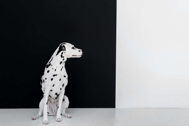 un lindo perro dálmata sentado cerca de la pared en blanco y negro y mirando hacia otro lado
 - Foto, Imagen