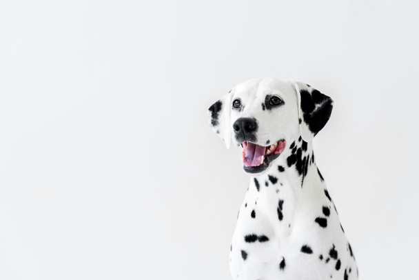 one cute dalmatian dog with open mouth looking away isolated on white - Photo, Image