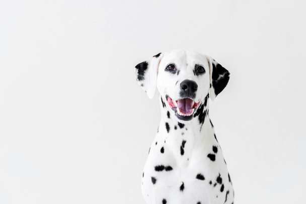 one cute dalmatian dog with open mouth isolated on white - Photo, Image
