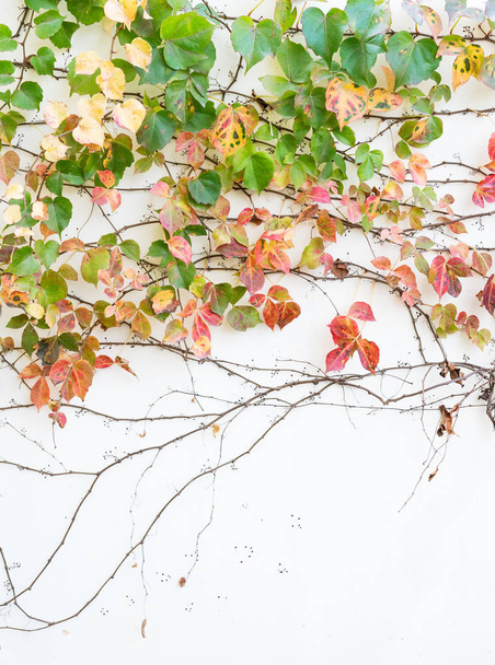 sarmaşık yaprakları beyaz arkaplanda izole edilmiş - Fotoğraf, Görsel