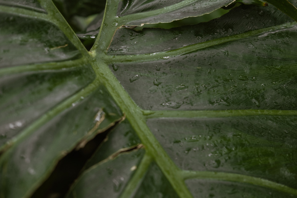 tekstura na zielony liść z kroplami - Zdjęcie, obraz