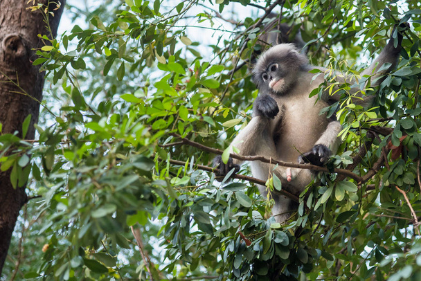 Dusky małpa na drzewo. Tajlandia. - Zdjęcie, obraz