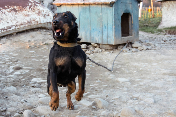 Black Doberman barking on the chain showing teeth and his anger - Photo, Image