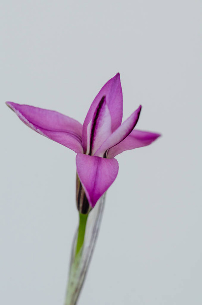 ipheion uniflorum růžový květ na bílém pozadí. - Fotografie, Obrázek