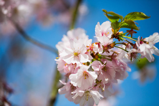 Рожеві квіти на дереві, декоративна вишня, блакитне небо
 - Фото, зображення