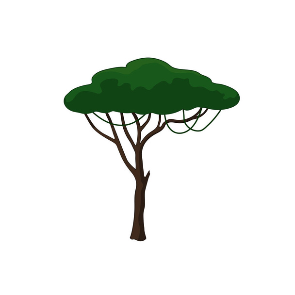 Acacia tree in cartoon style on white background. African nature - Vector, Image