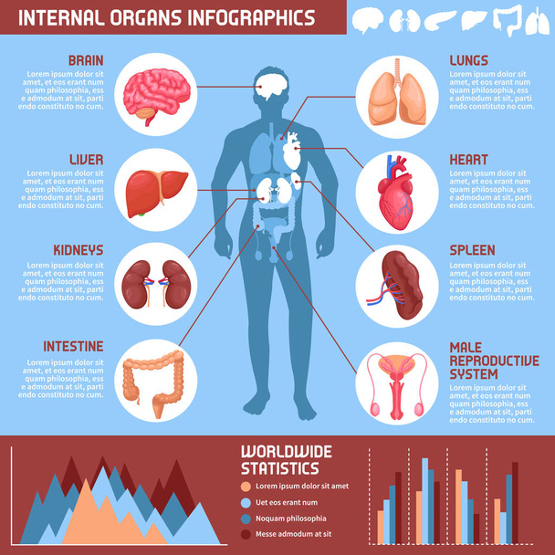 Внутрішні органи людини інфографіки - Вектор, зображення