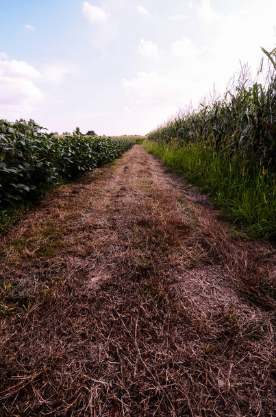 vidéki kavics road - Fotó, kép