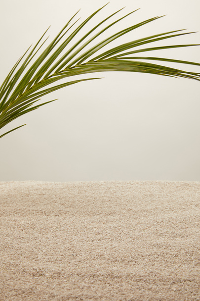 κλείνω πάνω θέα πράσινο palm leaf και άμμου σε γκρίζο φόντο - Φωτογραφία, εικόνα