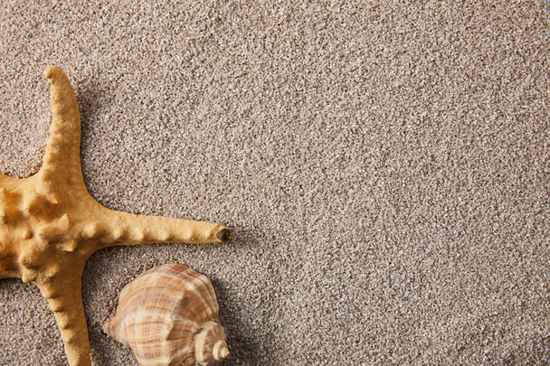 felülnézet rendezett tengeri csillag és a kagyló a homok - Fotó, kép