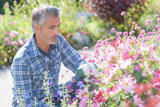 handsome cheerful gardener taking care of flowers - Фото, зображення
