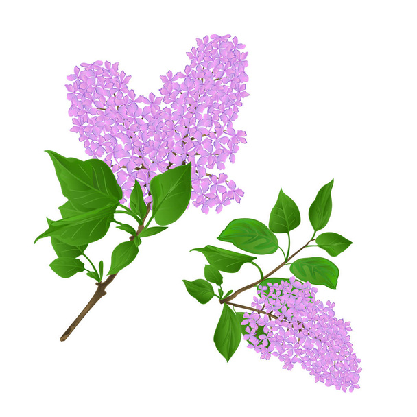 Lilac twigs with flowers and leaves vintage set first vector illustration hand draw  editable  - ベクター画像