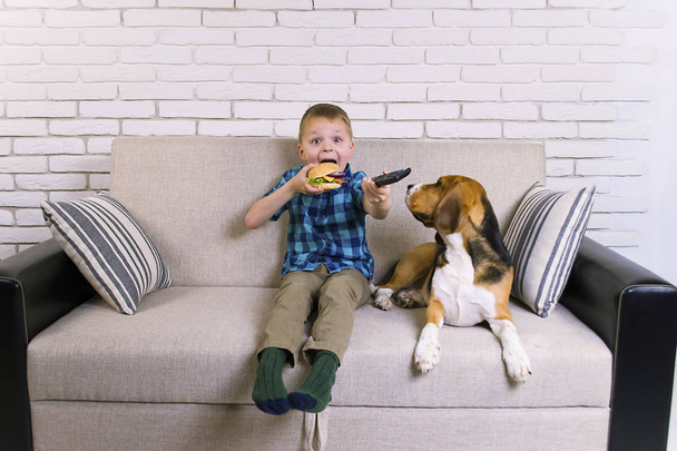 funny boy and dog beagle eating a hamburger on the sofa - Fotoğraf, Görsel