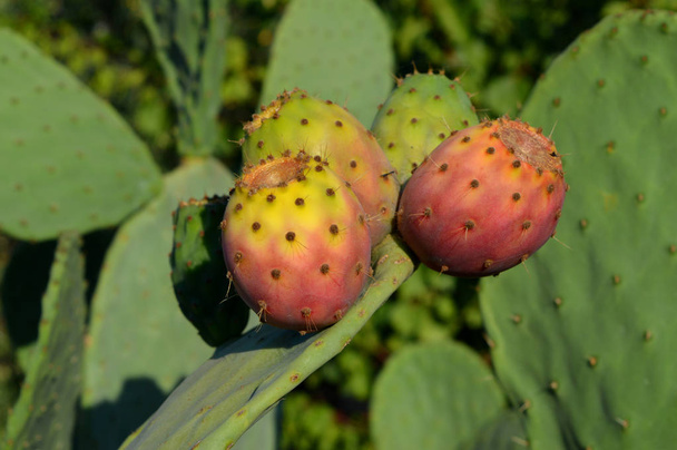 Prickly Pears Close-up, Sicília, Fichi d 'Índia
 - Foto, Imagem