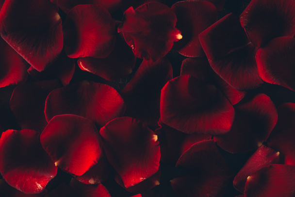 beautiful red rose petals floral background - Photo, Image