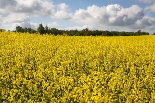 Landscape with rapeseed flowers. - Photo, Image