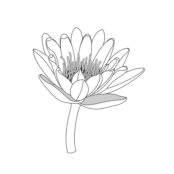 simple line lotus flower. black and white isolated. - Vector, Image