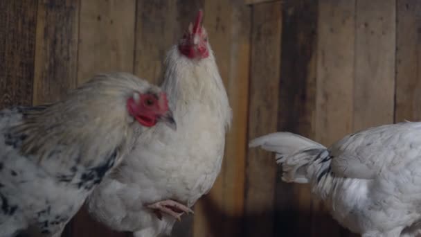 Galinhas manchadas jovens no galinheiro
 - Filmagem, Vídeo