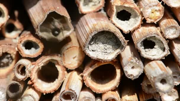 дикі одиночні бджоли Osmia caerulescens, що сидять перед готелем комах. масивна проблема з паразитарним кліщем (астма Четеодактилуса
) - Кадри, відео