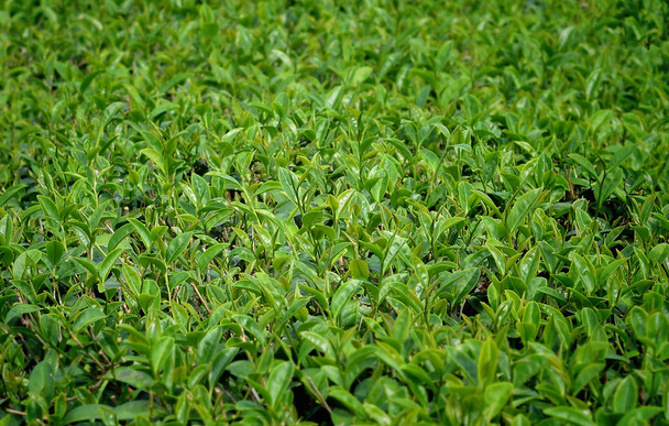 The Green tea leaves. - Φωτογραφία, εικόνα