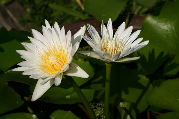 zwei weiße Lotusblüten - Foto, Bild