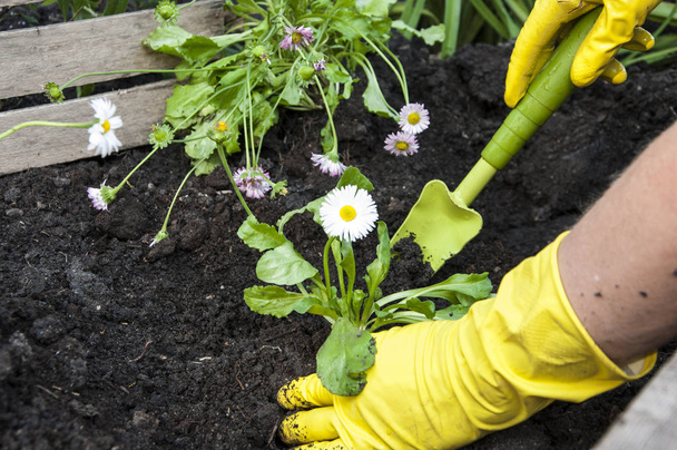 Φυτεύοντας τα λουλούδια σε ένα κήπο - Φωτογραφία, εικόνα