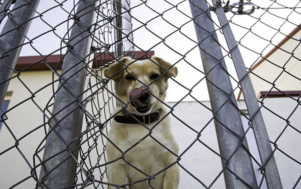 Perrera perros bloqueado
 - Foto, Imagen
