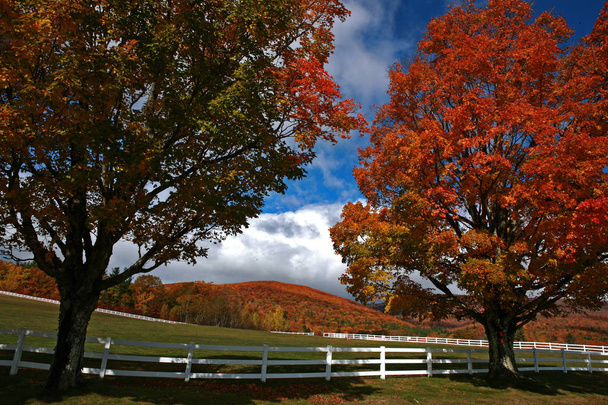 día de otoño frente a una cerca blanca
 - Foto, imagen