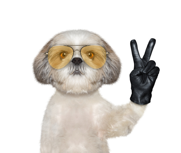 Собака Ситзу з пальцями перемоги. Ізольовані на білому
 - Фото, зображення