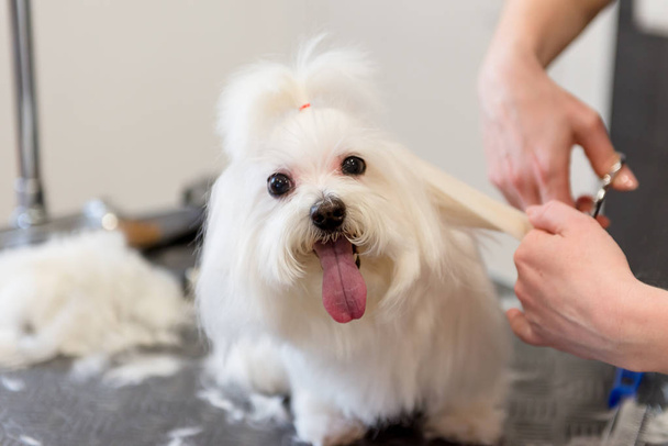Cura professionale per il cane cagnolino maltese. Curare il cane nel salone di toelettatura
. - Foto, immagini